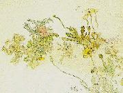 Carl Larsson blommor- nyponros och backsippor Germany oil painting artist